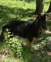 Big Boy 2, a male German Shepherd Dog for sale in Cumberland, MD – 9 of 10