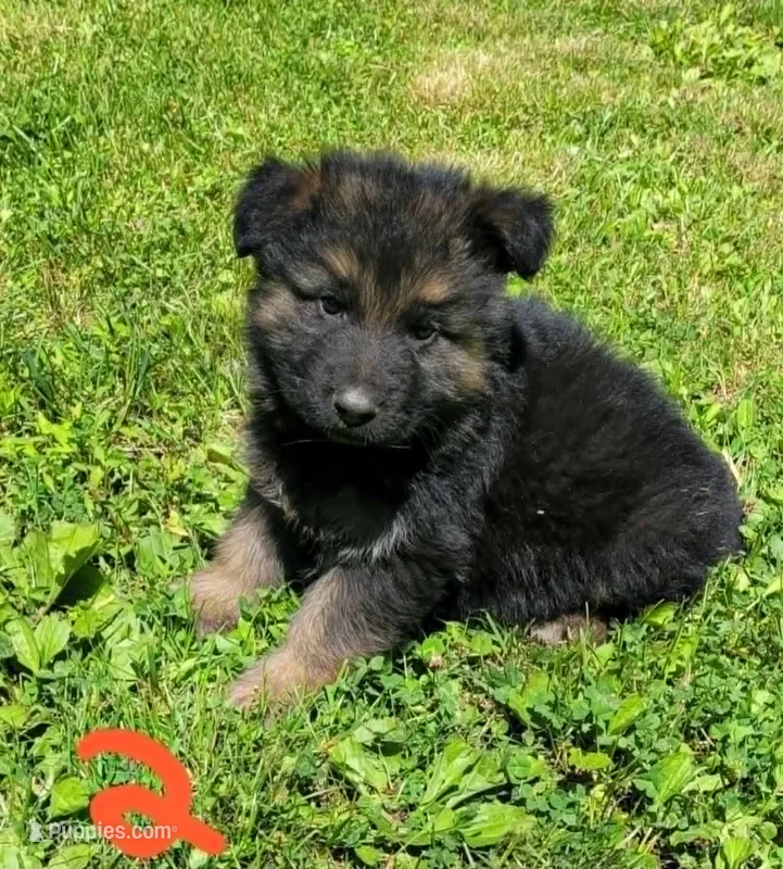 Big Boy 2 – German Shepherd Dog puppy for sale in Cumberland, MD