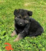 Big Boy 2, a male German Shepherd Dog for sale in Cumberland, MD – 1 of 3