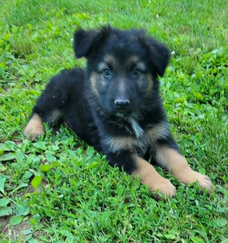 PLUSH GIRL 3 – German Shepherd Dog puppy for sale in Cumberland, MD