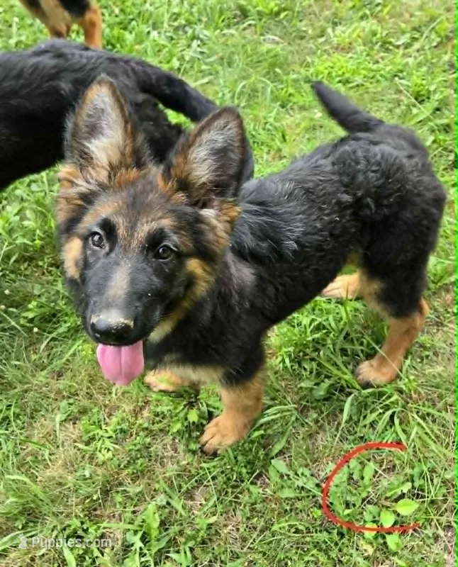 Cotton  – German Shepherd Dog puppy for sale in Cumberland, MD