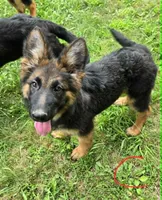 Cotton , a female German Shepherd Dog for sale in Cumberland, MD – 1 of 10