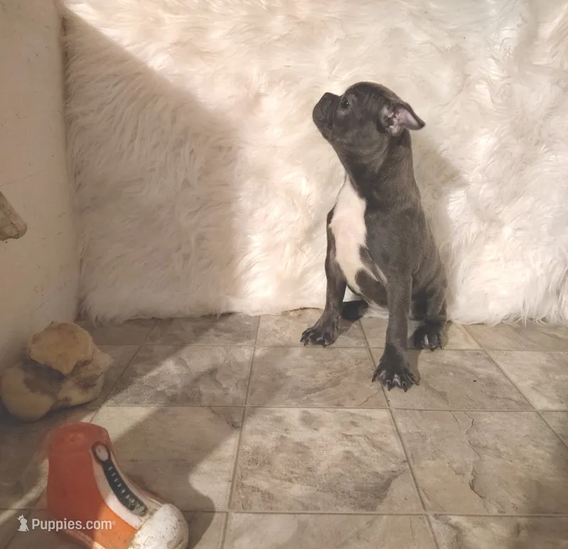 ESMERELDA – Frenchton puppy for sale in Cumberland, MD