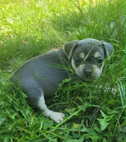 PEANUT, a female Frenchton for sale in Cumberland, MD – 2 of 10