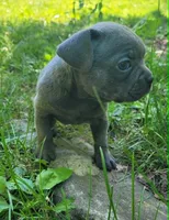LIL GIRL 3, a female Frenchton for sale in Cumberland, MD – 5 of 8