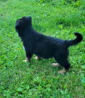 PLUSH GIRL 3, a female German Shepherd Dog for sale in Cumberland, MD – 2 of 7