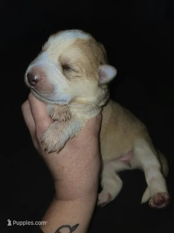 FEMALE 3 – German Shepherd Dog, Great Pyrenees puppy for sale in Cumberland, MD