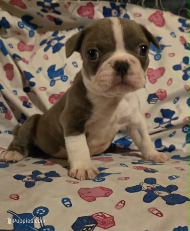 Sparky – French Bulldog puppy for sale in Cumberland, MD