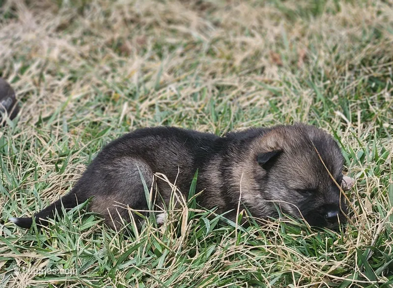Shepherd Husky MALE 1 – German Shepherd Dog, Siberian Husky puppy for sale in Cumberland, MD