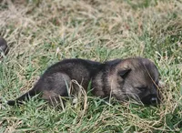 Shepherd Husky MALE 1, a male German Shepherd Dog and Siberian Husky for sale in Cumberland, MD – Photo 1 of 3