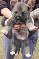 Shepherd Husky MALE 1, a male German Shepherd Dog and Siberian Husky for sale in Cumberland, MD – Photo 3 of 3