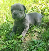 LIL BOY 2, a male Frenchton for sale in Cumberland, MD – 3 of 9
