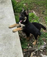 LOVER GIRL, a female German Shepherd Dog for sale in Cumberland, MD – 2 of 10