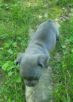 LIL GIRL 3, a female Frenchton for sale in Cumberland, MD – 4 of 8