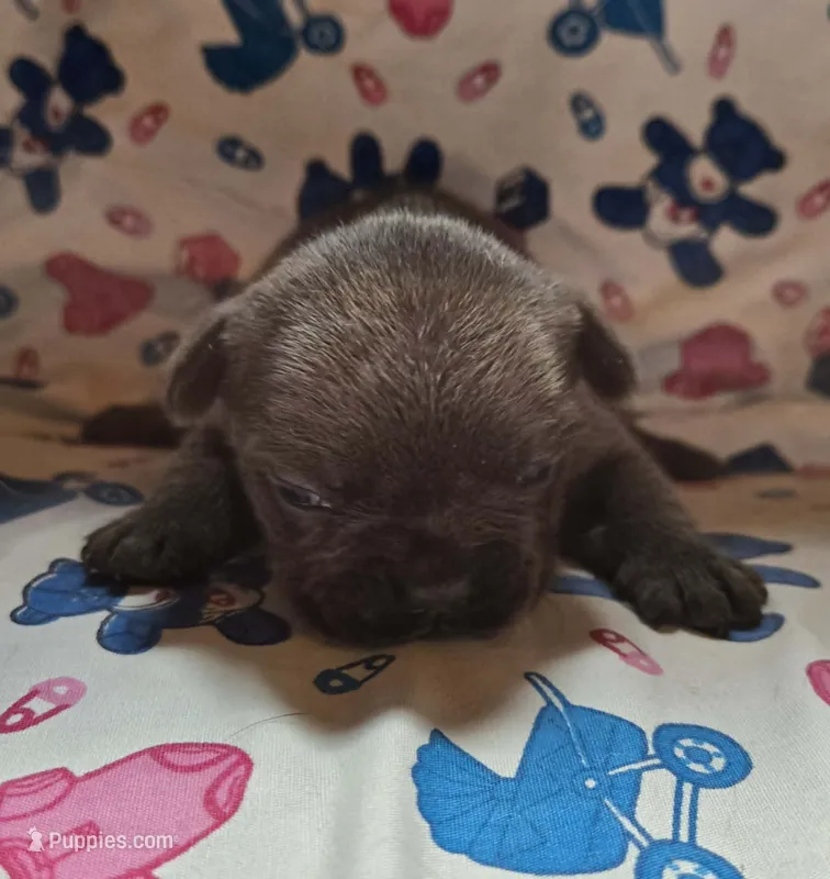 LIL GIRL 2 – French Bulldog puppy for sale in Cumberland, MD