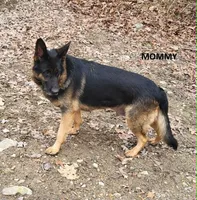 Magnum, a male German Shepherd Dog for sale in Cumberland, MD – 4 of 4