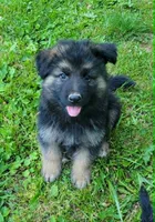 PLUSH GIRL 2, a female German Shepherd Dog for sale in Cumberland, MD – 2 of 5
