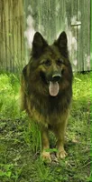 Big Boy 3, a male German Shepherd Dog for sale in Cumberland, MD – 5 of 6