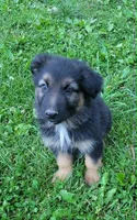 PLUSH GIRL 3, a female German Shepherd Dog for sale in Cumberland, MD – 4 of 7
