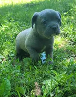LIL BOY 1, a male Frenchton for sale in Cumberland, MD – 5 of 10