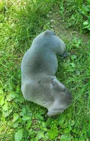 LIL BOY 2, a male Frenchton for sale in Cumberland, MD – 4 of 9