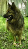 Big Boy 2, a male German Shepherd Dog for sale in Cumberland, MD – 5 of 10