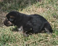 Golden Shepherd MALE 1, a male German Shepherd Dog and English Cream Golden Retriever for sale in Cumberland, MD – Photo 2 of 3