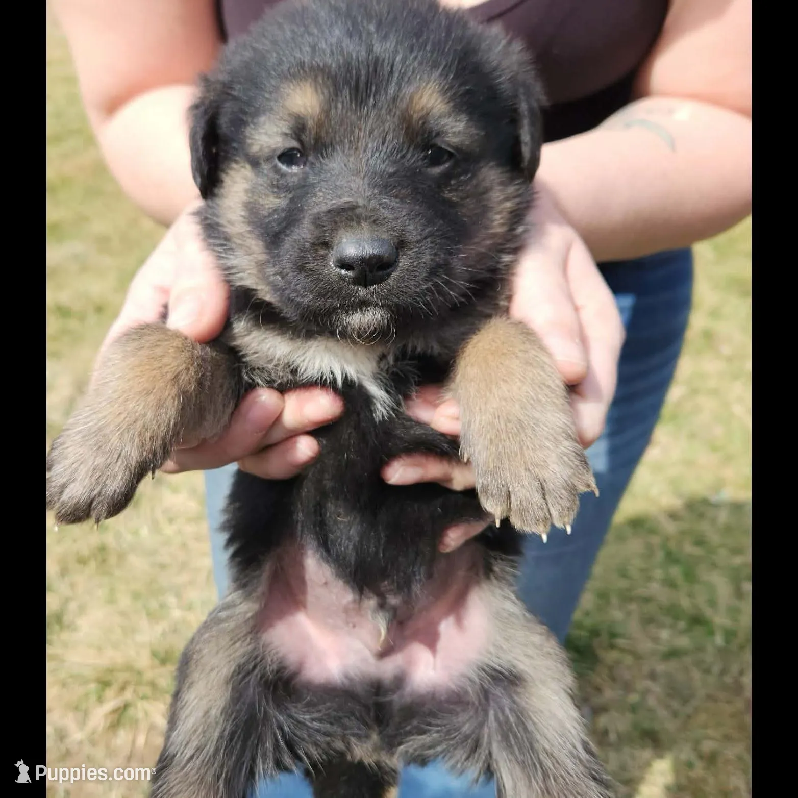 Golden Shepherd MALE 1, a male German Shepherd Dog and English Cream Golden Retriever for sale in Cumberland, MD – Photo 3 of 3