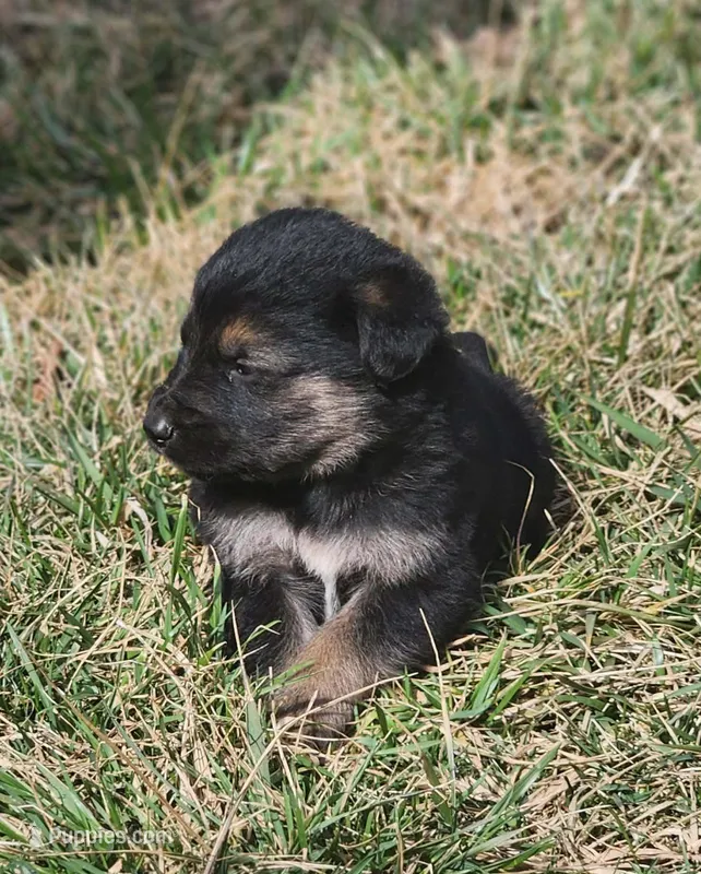 Golden Shepherd MALE 1 – German Shepherd Dog, English Cream Golden Retriever puppy for sale in Cumberland, MD