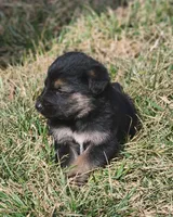 Golden Shepherd MALE 1, a male German Shepherd Dog and English Cream Golden Retriever for sale in Cumberland, MD – Photo 1 of 3