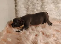 ESMERELDA, a female Frenchton for sale in Cumberland, MD – 5 of 9
