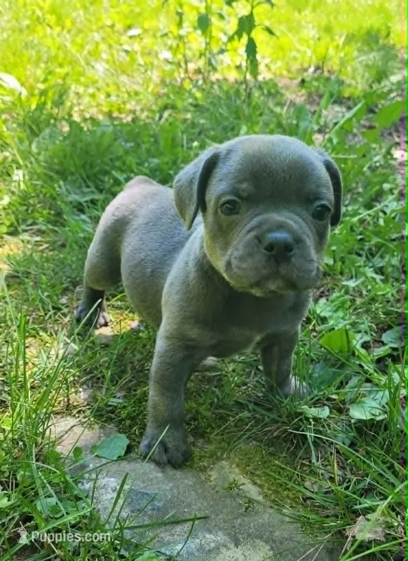 LIL BOY 2 – French Bulldog puppy for sale in Cumberland, MD