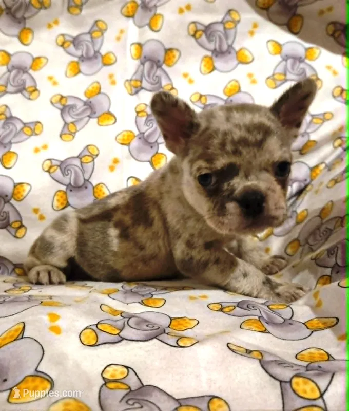 BEAUTY – French Bulldog puppy for sale in Cumberland, MD