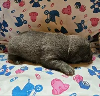 LIL BOY 2, a male French Bulldog for sale in Cumberland, MD – 2 of 3