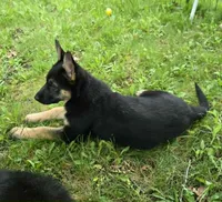 LOVER GIRL, a female German Shepherd Dog for sale in Cumberland, MD – 5 of 10