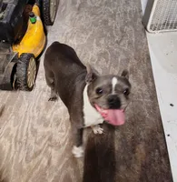 JASMINE, a female Frenchton for sale in Cumberland, MD – 9 of 9