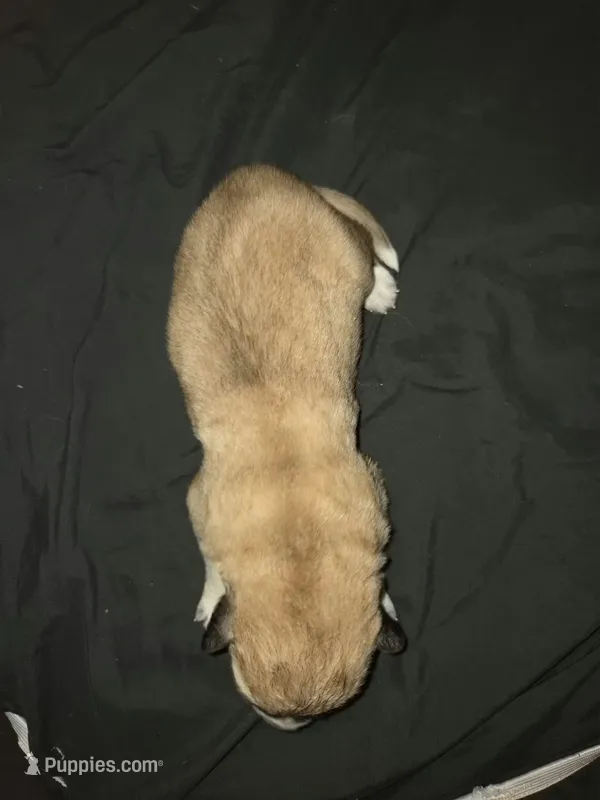 MALE 3 – German Shepherd Dog, Great Pyrenees puppy for sale in Cumberland, MD