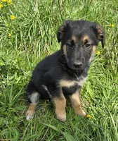 Golden Shepherd, a female German Shepherd Dog and Golden Retriever for sale in Cumberland, MD – Photo 2 of 4