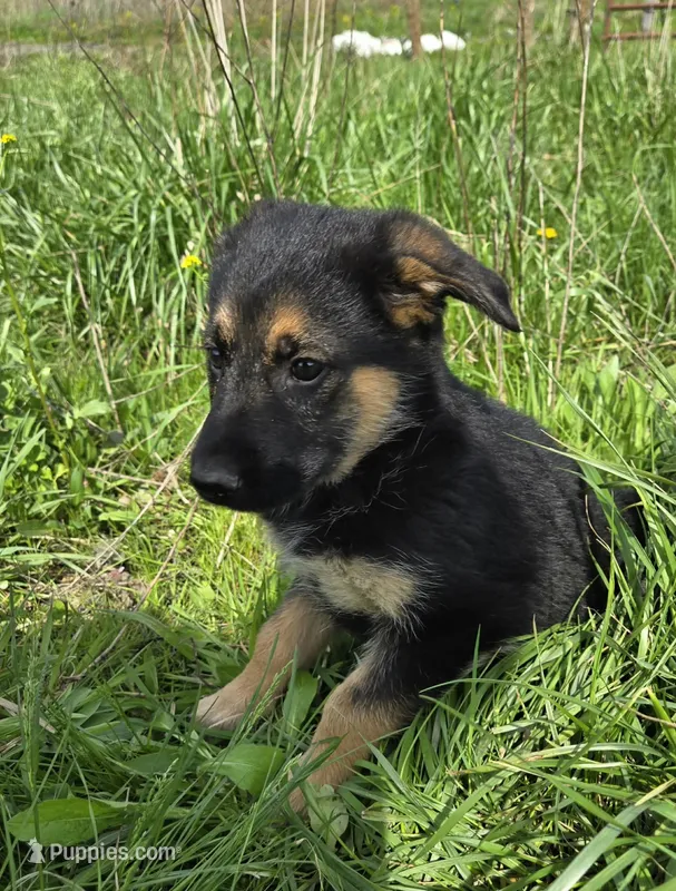 Golden Shepherd – German Shepherd Dog, Golden Retriever puppy for sale in Cumberland, MD