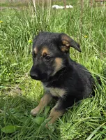 Golden Shepherd, a female German Shepherd Dog and Golden Retriever for sale in Cumberland, MD – Photo 1 of 4