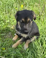 Golden Shepherd, a female German Shepherd Dog and Golden Retriever for sale in Cumberland, MD – Photo 4 of 4