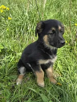 Golden Shepherd, a female German Shepherd Dog and Golden Retriever for sale in Cumberland, MD – Photo 3 of 4