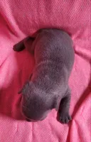 LIL GIRL 3, a female Frenchton for sale in Cumberland, MD – 8 of 8