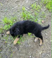 PLUSH BOY 2 , a male German Shepherd Dog for sale in Cumberland, MD – 8 of 10
