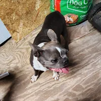 JASMINE, a female Frenchton for sale in Cumberland, MD – 2 of 9