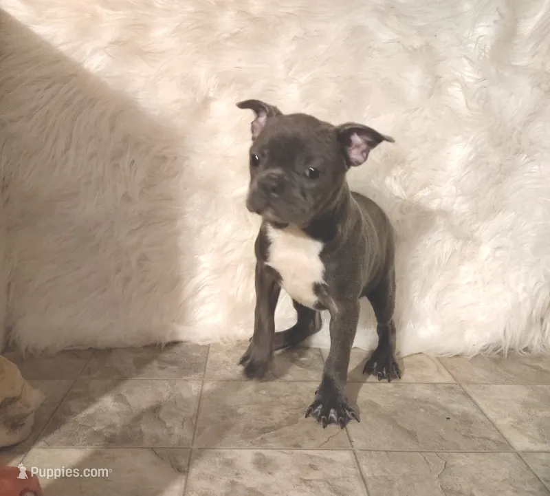 ESMERELDA – Frenchton puppy for sale in Cumberland, MD
