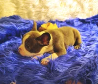 STITCH, a male Frenchton for sale in Cumberland, MD – 7 of 9