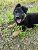 PLUSH BOY 2 , a male German Shepherd Dog for sale in Cumberland, MD – 1 of 10