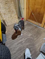 JASMINE, a female Frenchton for sale in Cumberland, MD – Photo 7 of 9