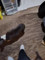 JASMINE, a female Frenchton for sale in Cumberland, MD – Photo 4 of 9